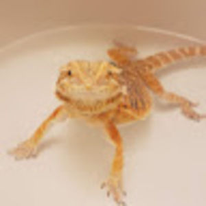 Meet your Posher, Vera